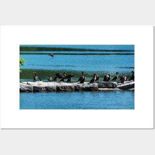 Double-crested Cormorant Flock Posters and Art